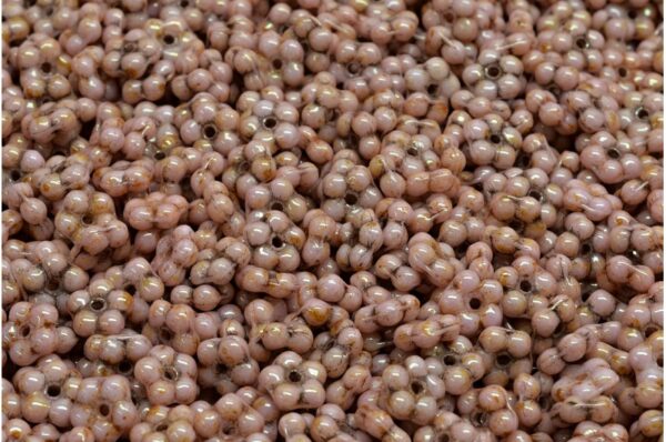 Forget Me Not Beads 5x5mm - Image 1