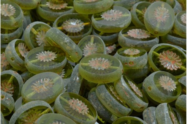 TCB Kiwi Beads 14x10mm - Image 1