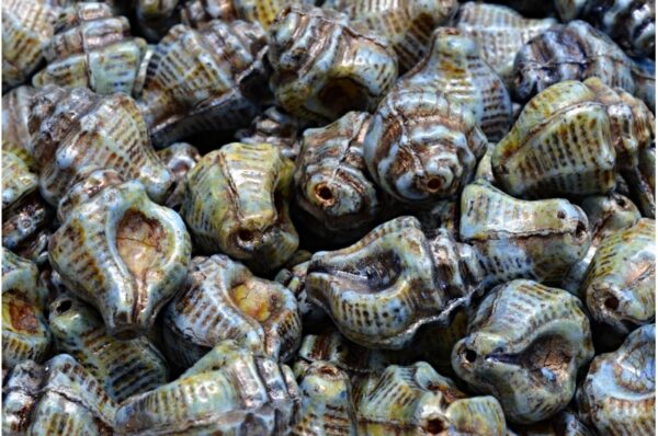 Murex Shell Beads 15x12mm - Image 1