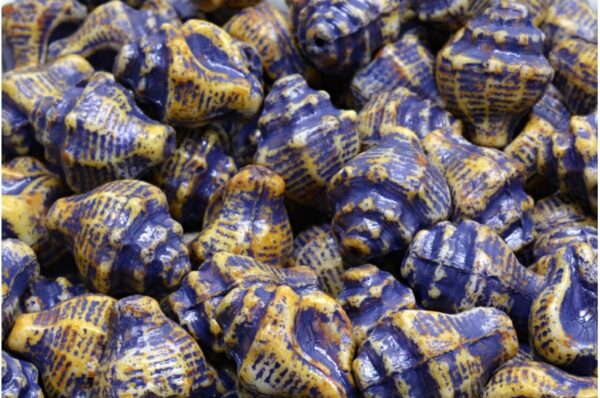 Murex Shell Beads 15x12mm - Image 1