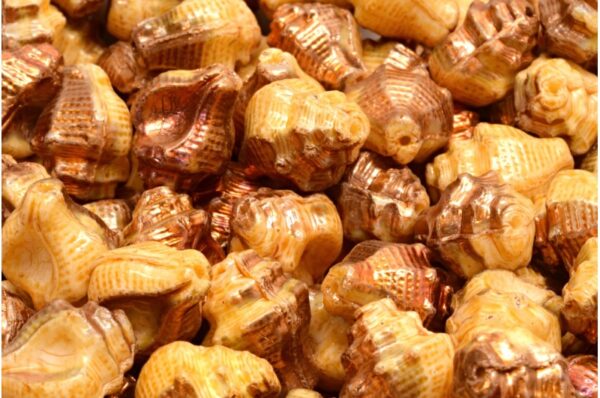 Murex Shell Beads 15x12mm - Image 1