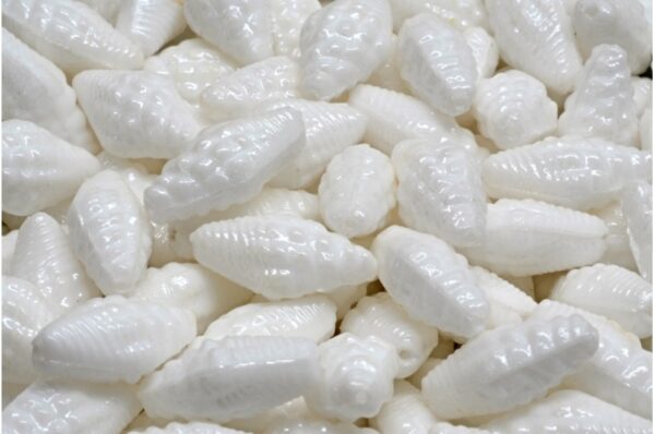 Miter Shell Beads 16x8mm - Image 1