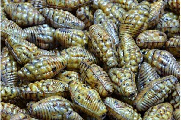 Miter Shell Beads 16x8mm - Image 1