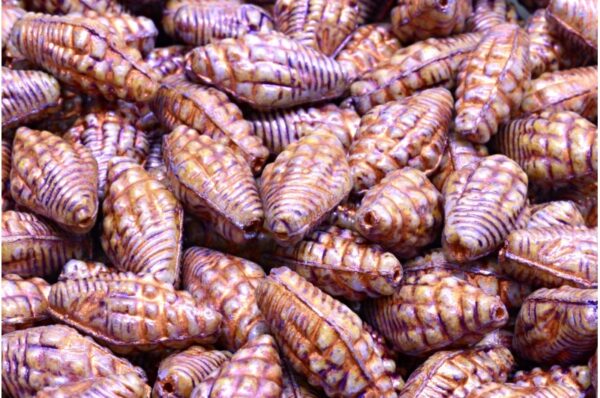 Miter Shell Beads 16x8mm - Image 1