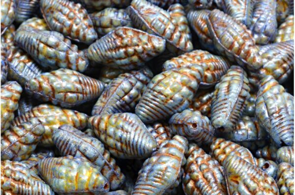 Miter Shell Beads 16x8mm - Image 1