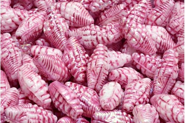 Miter Shell Beads 16x8mm - Image 1