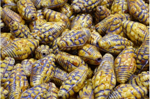 Miter Shell Beads 16x8mm - Image 1