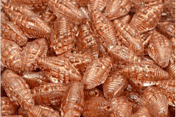 Miter Shell Beads 16x8mm - Image 1