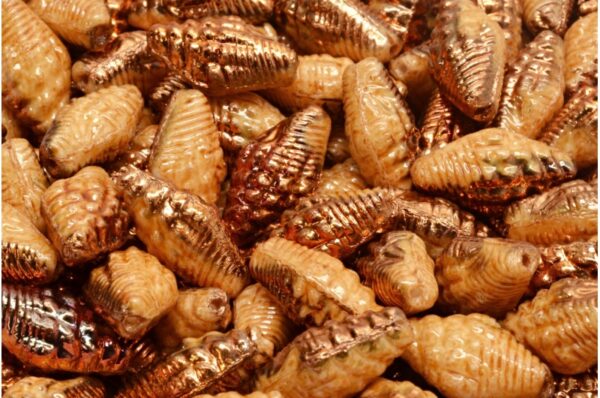 Miter Shell Beads 16x8mm - Image 1